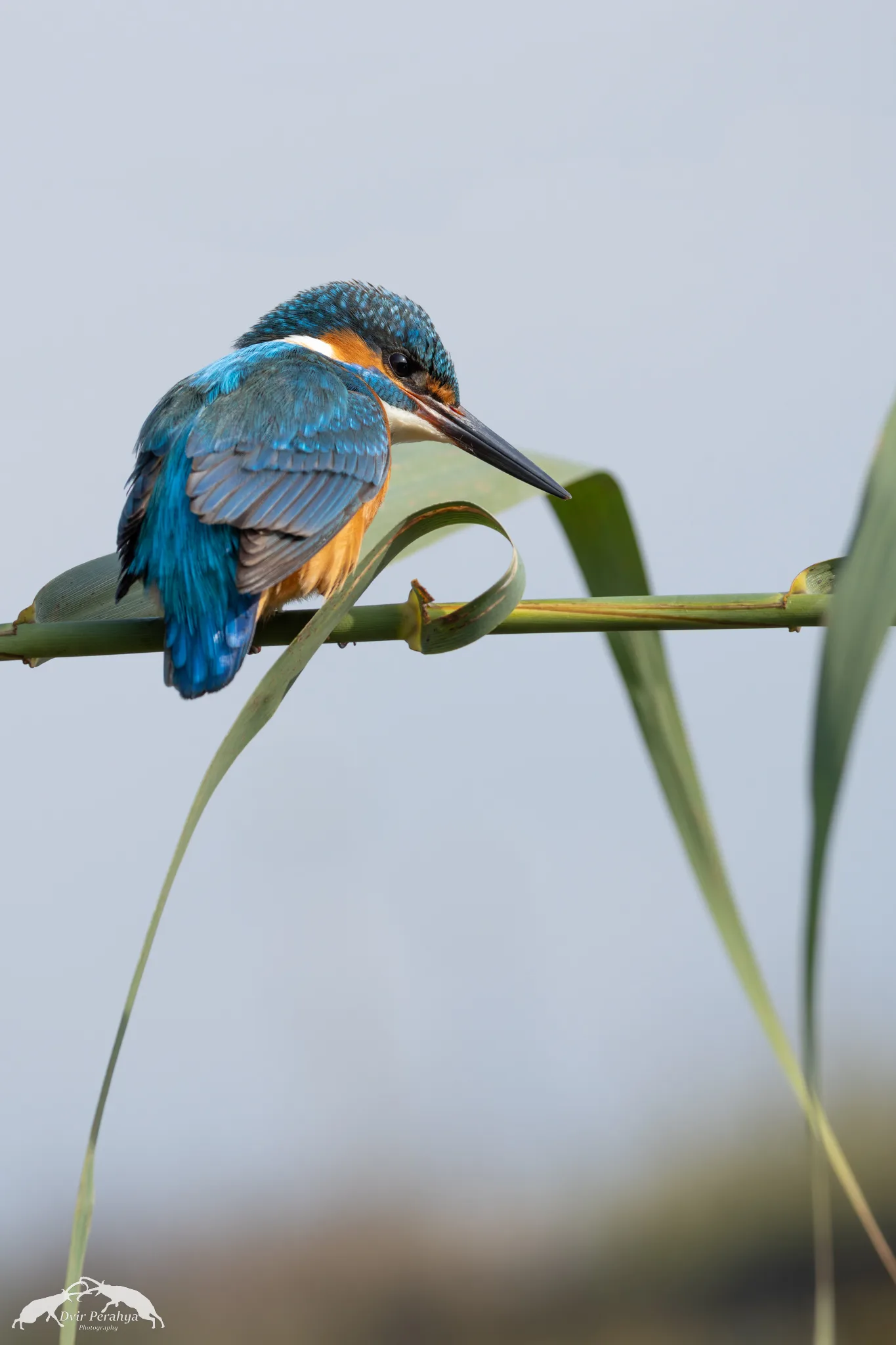 Wildlife image